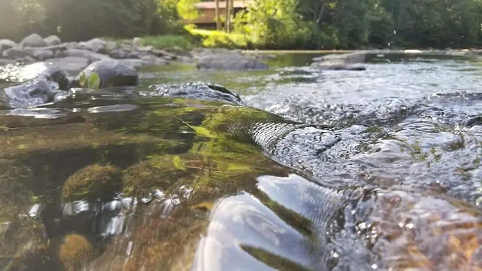 CAMP MORNING WOOD Picture 5
