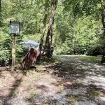 Williams River Campsite 16