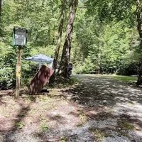 Williams River Campsite 16 ico