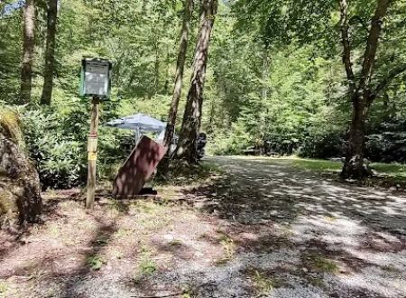 Williams River Campsite 16