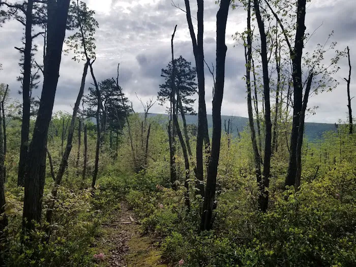 The Pines Campground Picture 4