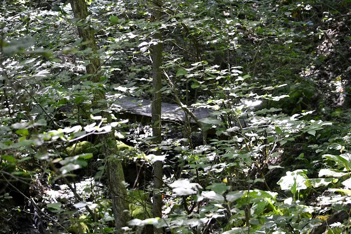 Leesville Lake South Fork Campground Picture 1