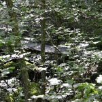 Leesville Lake South Fork Campground