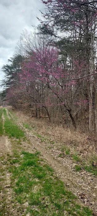 Country Roads RV Park Picture 3