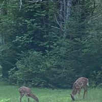 Porcupine Creek Rustic Camping ico