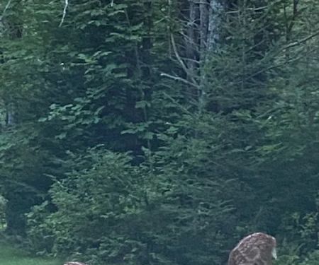 Porcupine Creek Rustic Camping