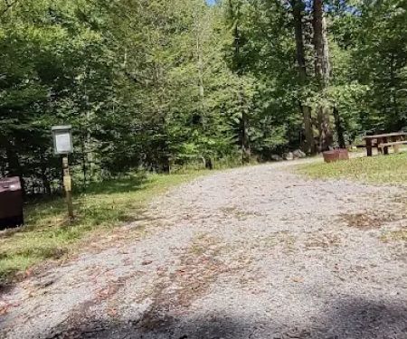 Williams River Campsite 10