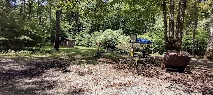 Williams River Campsite 8 Picture 2