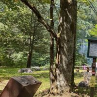 Williams River Campsite 6 ico