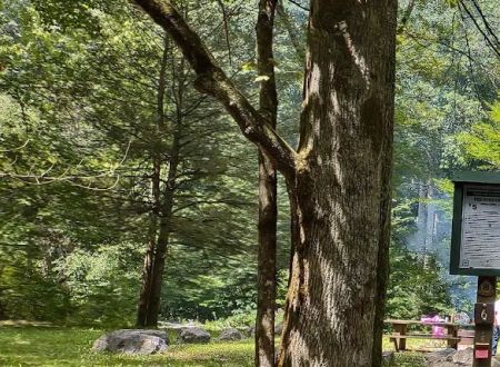 Williams River Campsite 6