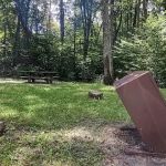 Williams River Campsite 5