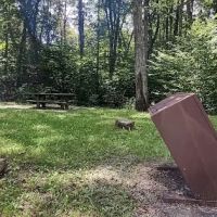 Williams River Campsite 5 ico