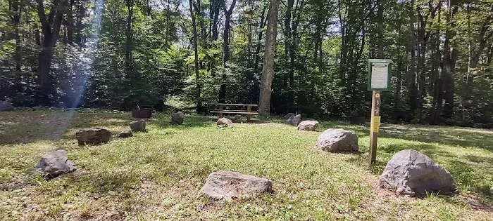 Williams River Campsite 5 Picture 2