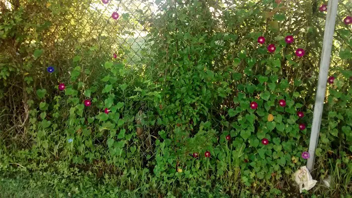 Masden Mobile Park Picture 2