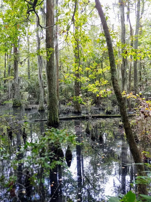 First Landing State Park Campground Picture 4