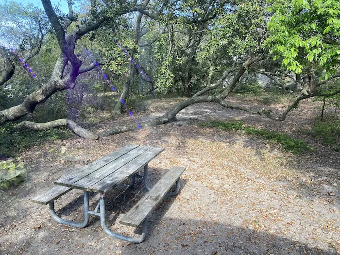 First Landing State Park Campground Picture 9
