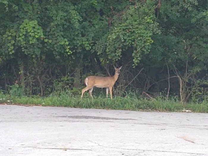 Valley Oaks Mobile Home Park Picture 4