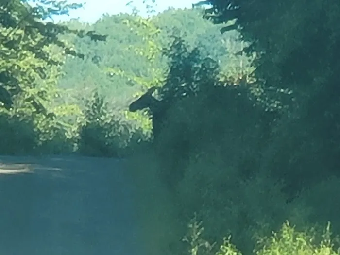 Cowan West Campground Picture 10