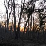 West Branch Pleasant River Campsite #6