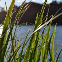 Lake O'Pines Campgrounds ico