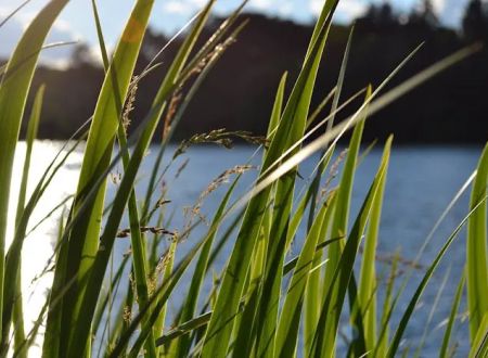 Lake O'Pines Campgrounds
