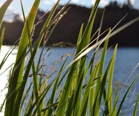 Lake O'Pines Campgrounds