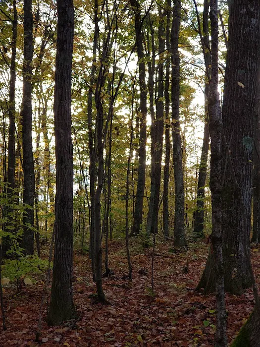 Bishop Knob Campground Picture 4