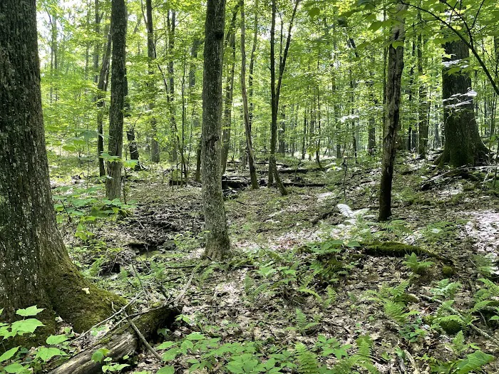 Bishop Knob Campground Picture 10