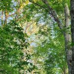 Bishop Knob Campground