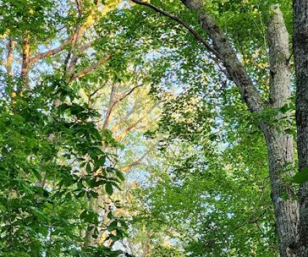Bishop Knob Campground