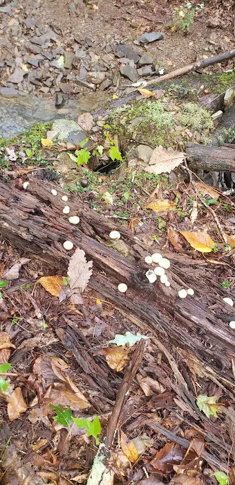 Caldwell Fields Campground Picture 9