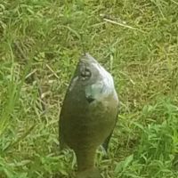 Pete's Lake And Campground ico