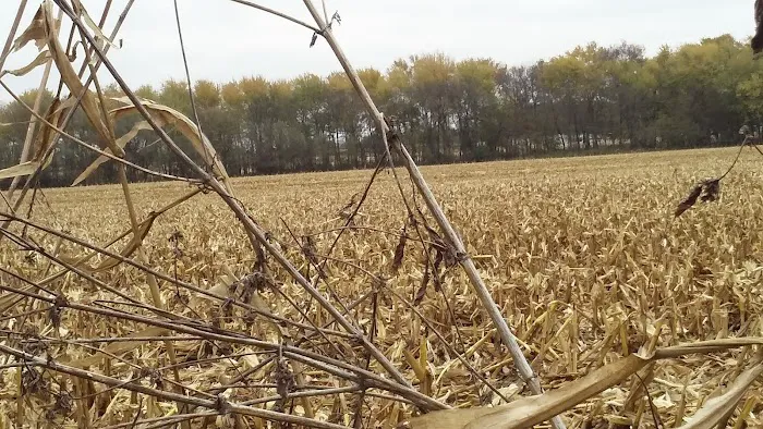 Vermillion Picture 5