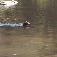 Leadbetter Falls Campsite ico