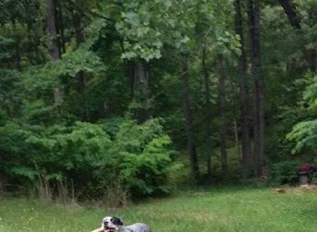 Goose Dam Campground