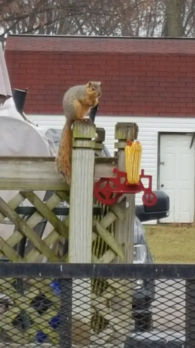 Country Acres Mobile Home Park Picture 4