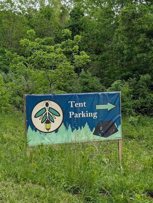 Firefly Forest Picture 7