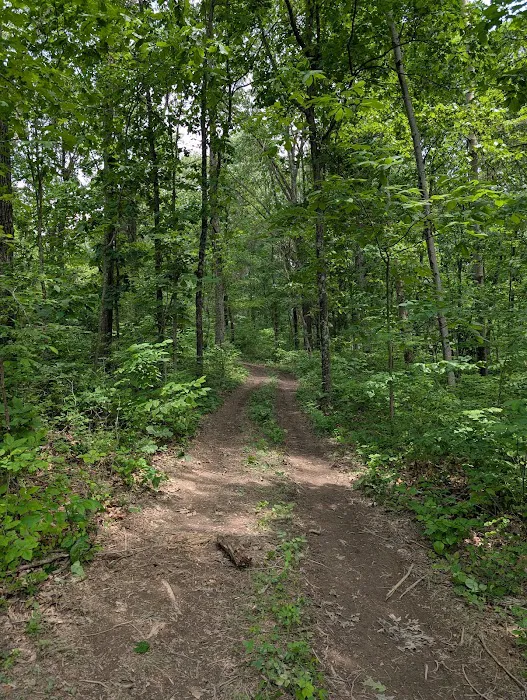 Firefly Forest Picture 10