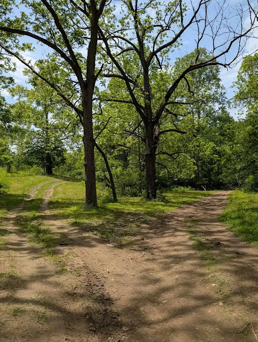 Firefly Forest Picture 9
