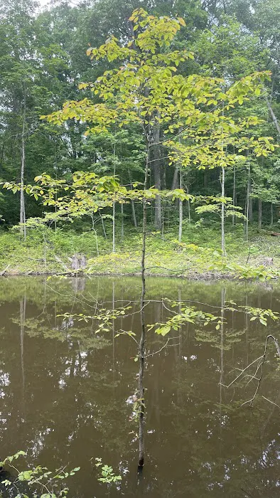Firefly Forest Picture 4
