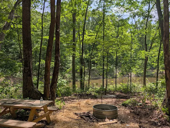 Firefly Forest Picture 6