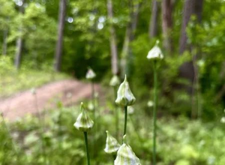 Firefly Forest