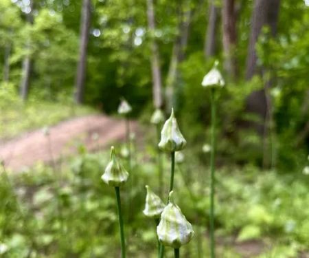 Firefly Forest