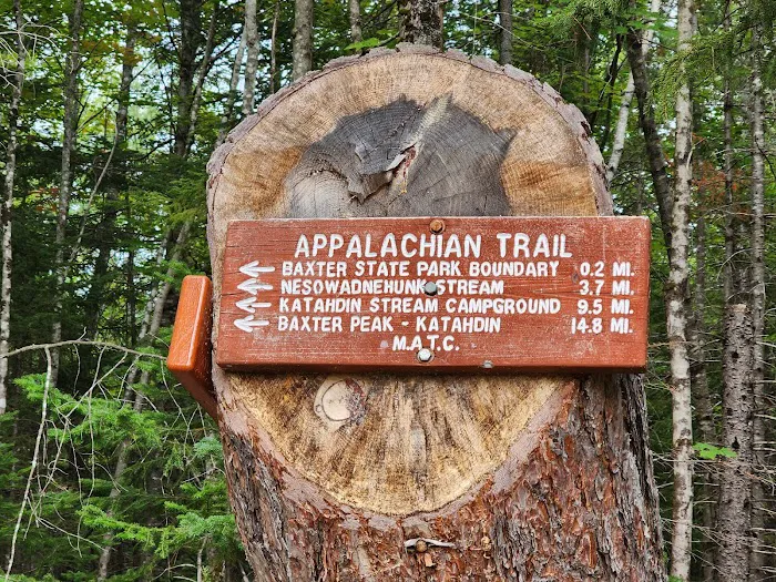 Abol Pines State Campsite Picture 2