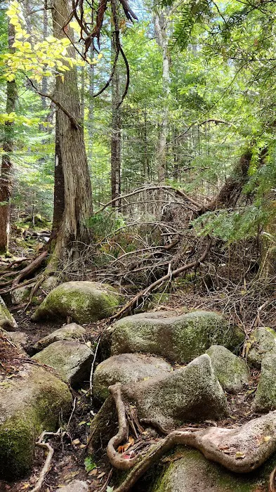 Daicey Pond Campground Picture 5