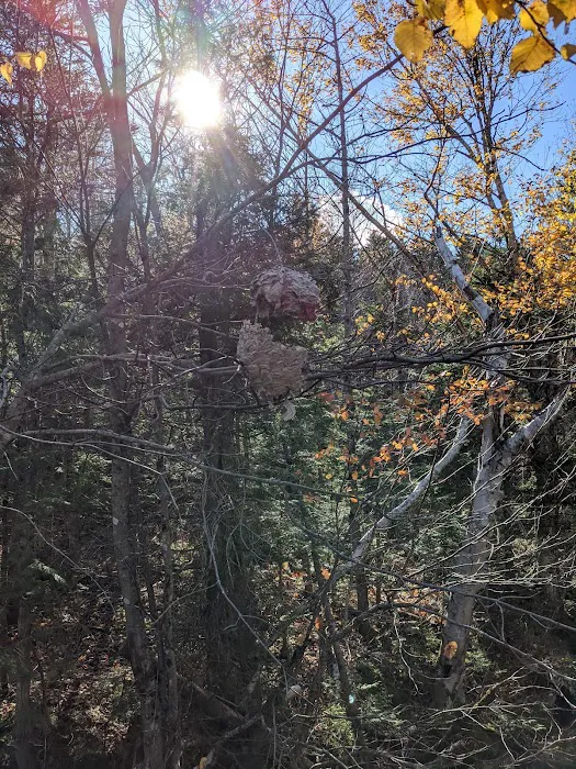 Roaring Brook Campground Picture 9