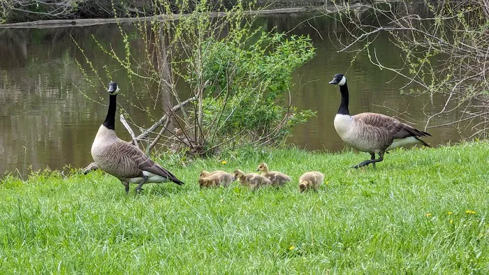 Findley State Park Campground Picture 4