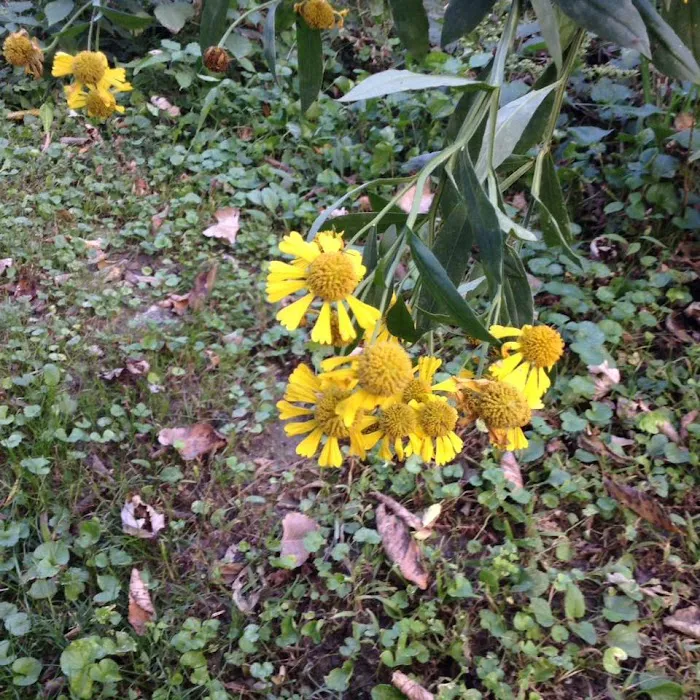 Ponderosa Mobile Home Park Picture 10