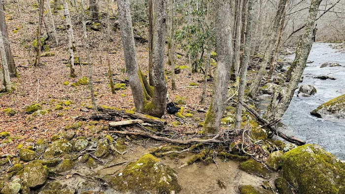 Glade Creek Campground Picture 5