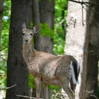 Uncle John's Campground ico